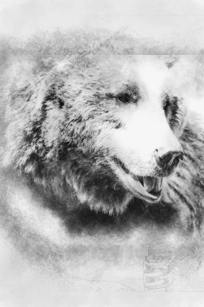 Mięsożerny Niedźwiedź Brunatny Majestatyczny Potężny Rysunek Czarno Biały Zwierzęcia — Zdjęcie stockowe