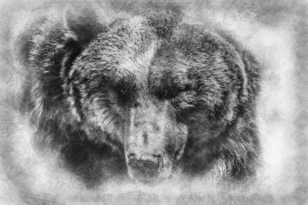 野生动物 强大的西班牙棕熊 高大强壮的野生动物黑白相间 — 图库照片