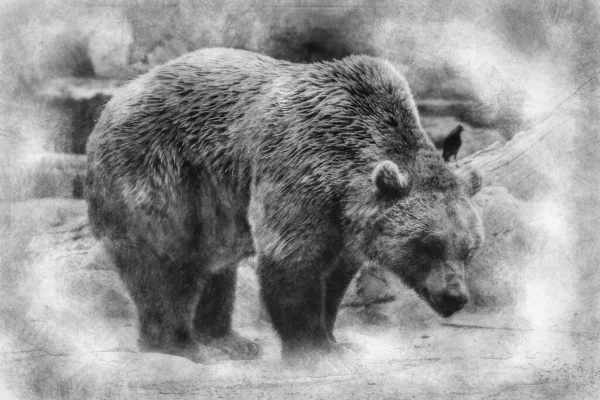 Gyönyörű Szőrös Barna Medve Emlős Fekete Fehér Rajz — Stock Fotó