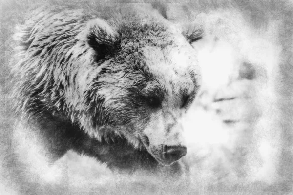 猎食者 美丽而毛茸茸的棕熊 哺乳动物黑白画 — 图库照片