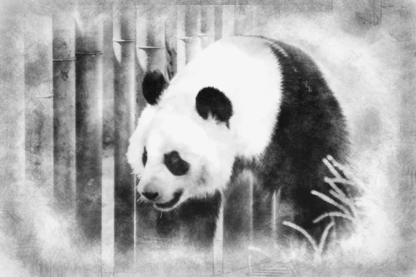 Hermoso Oso Panda Cría Jugando Árbol Dibujo Blanco Negro — Foto de Stock