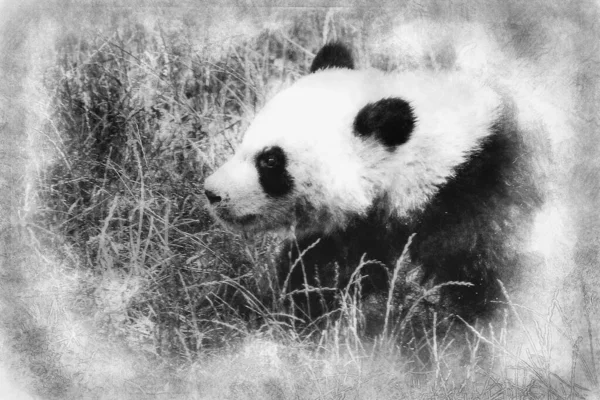美しい繁殖パンダは木の黒と白の図面で遊んでクマ — ストック写真