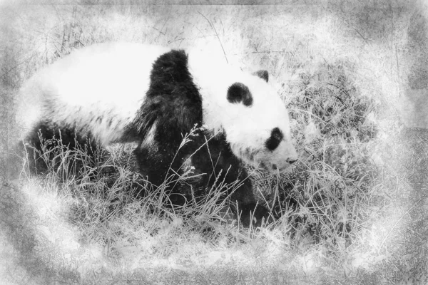 Krásný Chov Panda Medvěd Hraje Stromě Černobílá Kresba — Stock fotografie