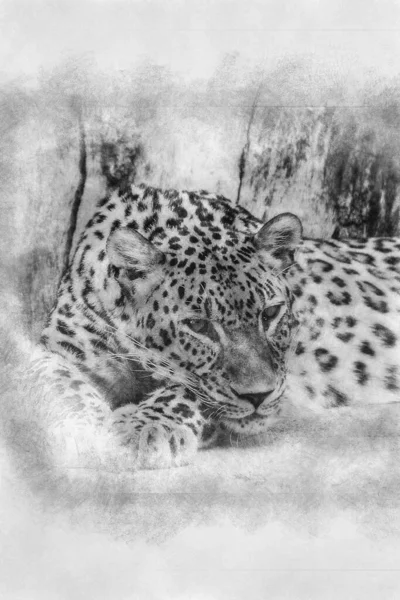 Beautiful Powerful Leopard Resting Sun Black White Drawing — Stock Photo, Image