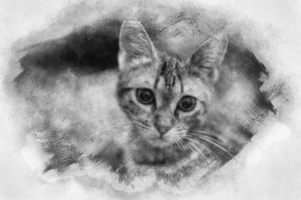 Gatto Strada Adottato Una Famiglia Gattino Circa Mesi Disegno Bianco — Foto Stock