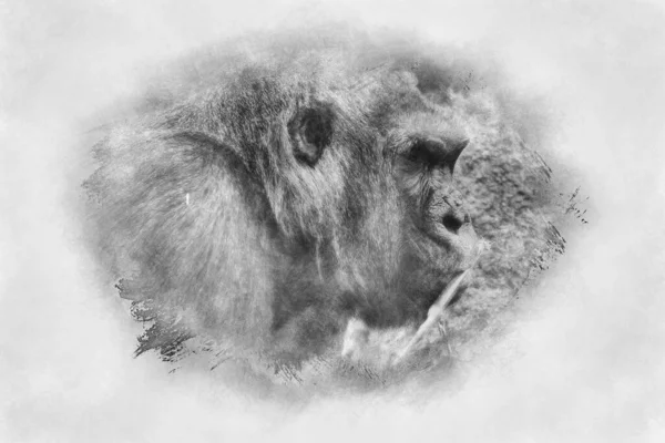 又大又壮的大猩猩 自然环境 巨大的大猩猩悄悄地吃着黑又白的植物 — 图库照片