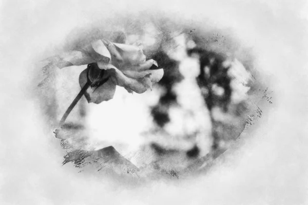 マルベージャ マラガの路上で鉢植えや花スペイン黒と白の図面 — ストック写真