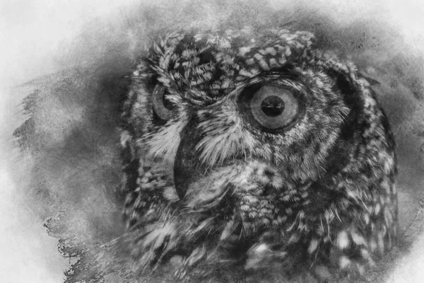 Beautiful Owl Intense Eyes Beautiful Plumage Black White Drawing — Stock Photo, Image