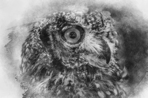 Raptor Beautiful Owl Intense Eyes Beautiful Plumage Black White Drawing — Stock Photo, Image