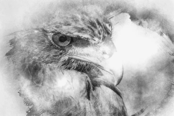 American Eagle mousetrap black and white drawing