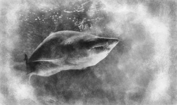 Perigoso Enorme Tubarão Nadando Sob Mar Desenho Preto Branco — Fotografia de Stock