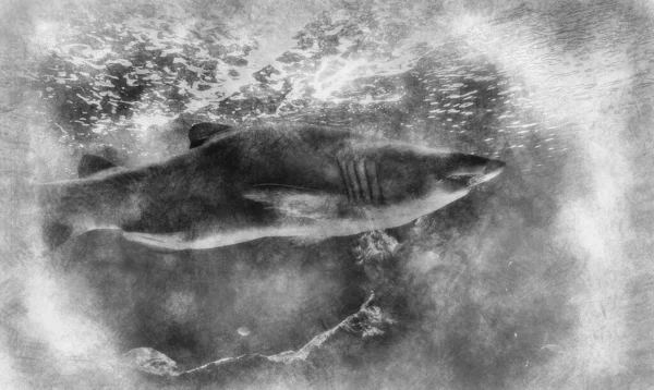 Dangerous Huge Shark Swimming Sea Black White Drawing — Stock Photo, Image