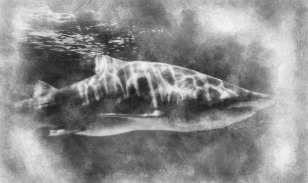 Επικίνδυνη Και Τεράστια Καρχαρία Κολύμπι Κάτω Από Θάλασσα Μαύρο Και — Φωτογραφία Αρχείου