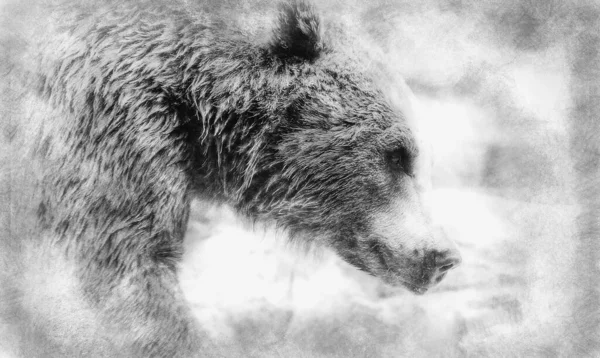 Predatore Bellissimo Peloso Orso Bruno Disegno Bianco Nero Mammifero — Foto Stock