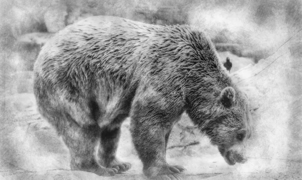 Niebezpieczny Drapieżnik Piękny Futrzasty Niedźwiedź Brunatny Ssak Czarno Biały Rysunek — Zdjęcie stockowe