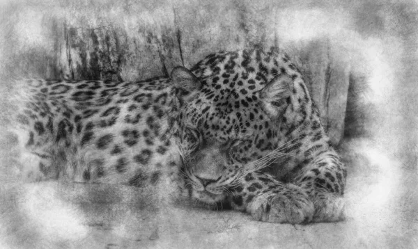 Wild Powerful Leopard Resting Wildlife Mammal Spot Skin Black White — Stock Photo, Image