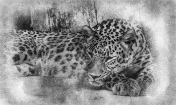 Wild Powerful Leopard Resting Wildlife Mammal Spot Skin Black White — Stock Photo, Image