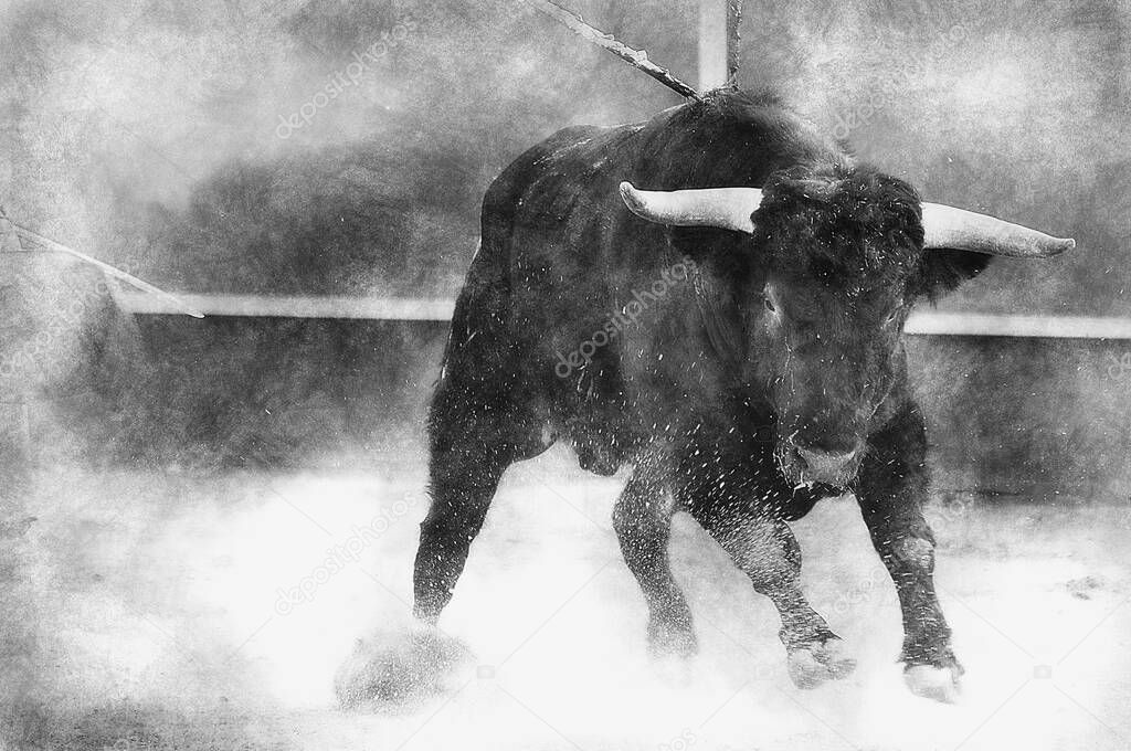 Bullfight. Fighting bull picture from Spain. Black bull black and white drawing