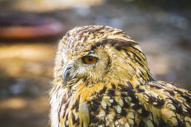 yoğun gözlü baykuş