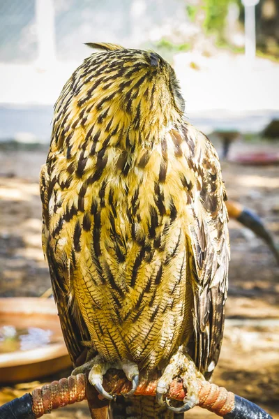 Búho con ojos intensos — Foto de Stock