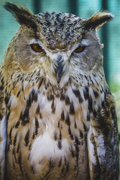 Búho con ojos intensos — Foto de Stock