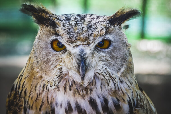Owl with intense eyes