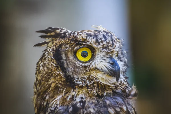 Coruja com olhos intensos — Fotografia de Stock