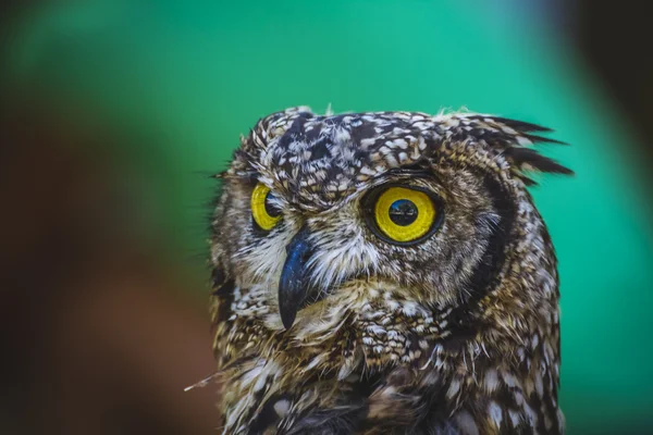 Eule mit intensiven Augen — Stockfoto