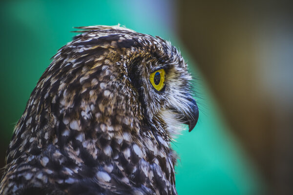 Owl with intense eyes