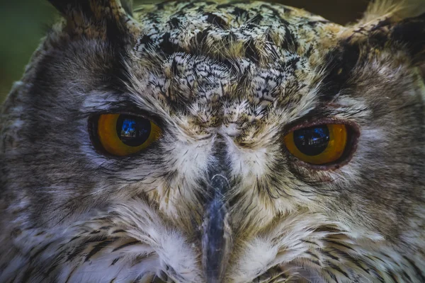 Owl with intense eyes — Stock Photo, Image