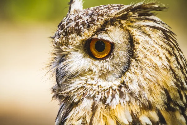 Owl with intense eyes — Stock Photo, Image