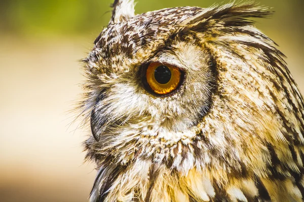 Búho con ojos intensos —  Fotos de Stock