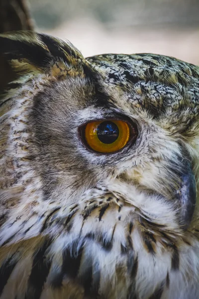 Búho con ojos intensos — Foto de Stock