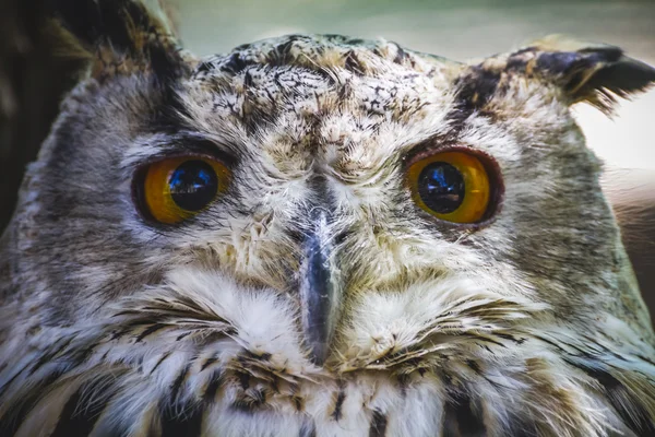 強烈な目フクロウ — ストック写真
