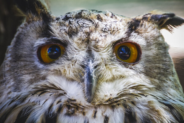 Owl with intense eyes