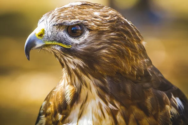 Diurnal bird — Stock Photo, Image