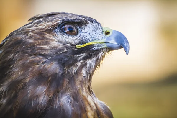 Dagverloop vogel — Stockfoto