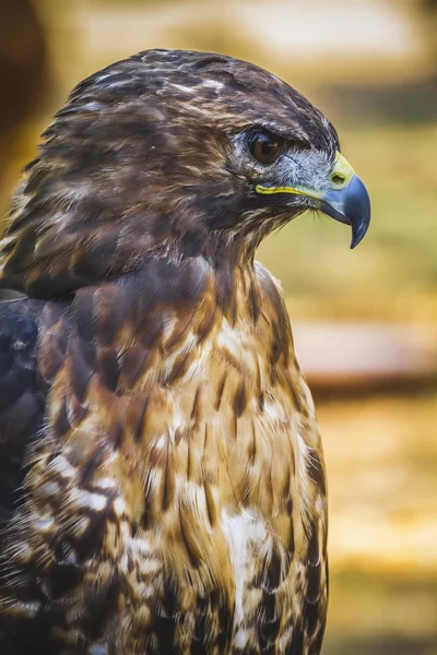 Dagverloop vogel — Stockfoto