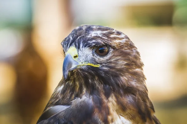 Pájaro diurno — Foto de Stock