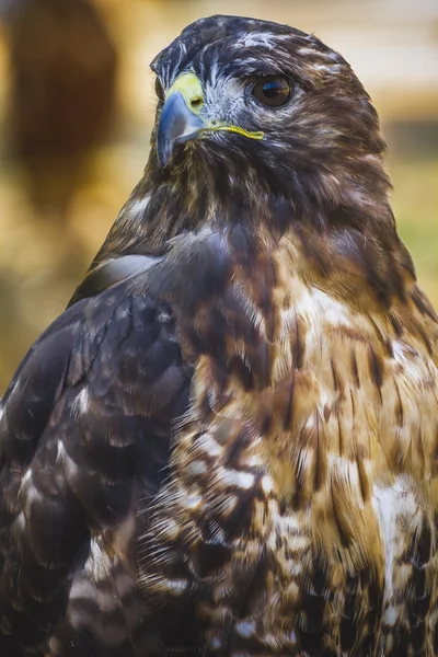 Uccello diurno — Foto Stock