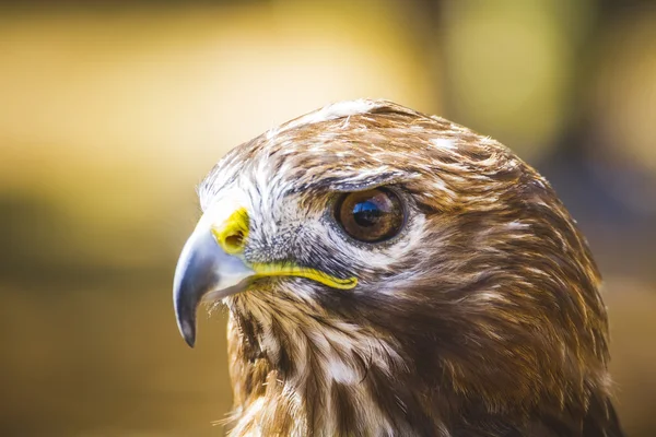 Pájaro diurno — Foto de Stock