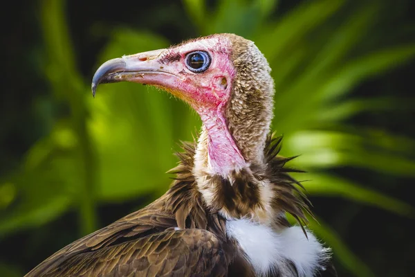 Gam detalj gatsopare huvud — Stockfoto