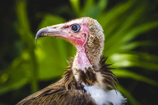 Vautour détail tête de charognard — Photo