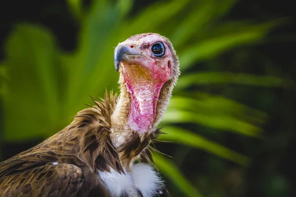 Vulture detail scavenger head — Stock Photo, Image