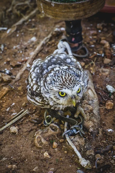 Cute little owl — Stock Photo, Image