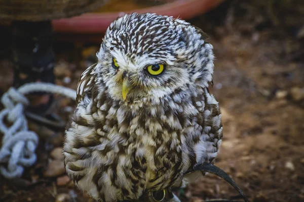 Pequena coruja bonito — Fotografia de Stock