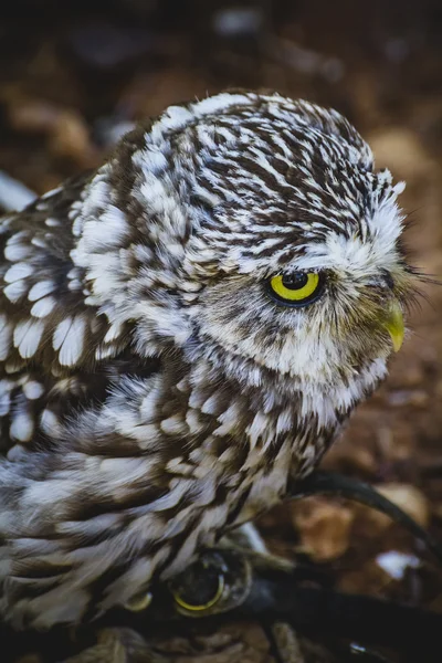 Cute little owl — Stockfoto