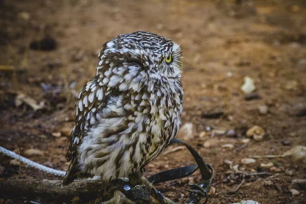 Cute little owl — Stock Photo, Image