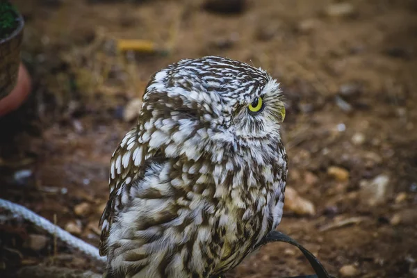 Pequena coruja bonito — Fotografia de Stock