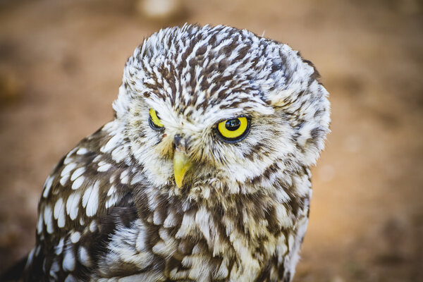 Cute little owl